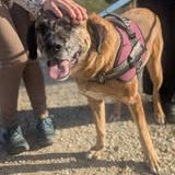 Chien bretzel à l adoption #6