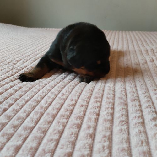 Beaux chiots mâles beauceron #2