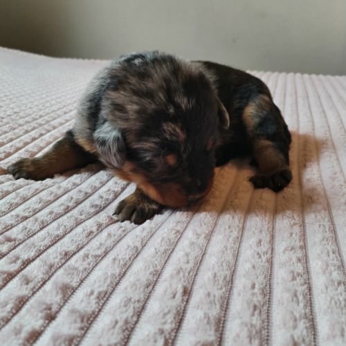 Beaux chiots mâles beauceron #4