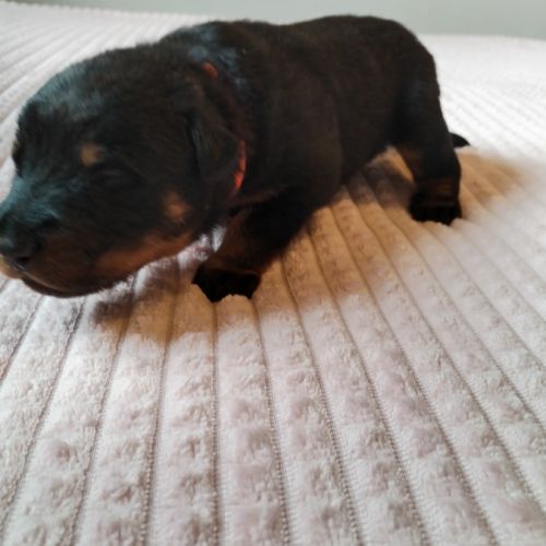 Beaux chiots mâles beauceron #0