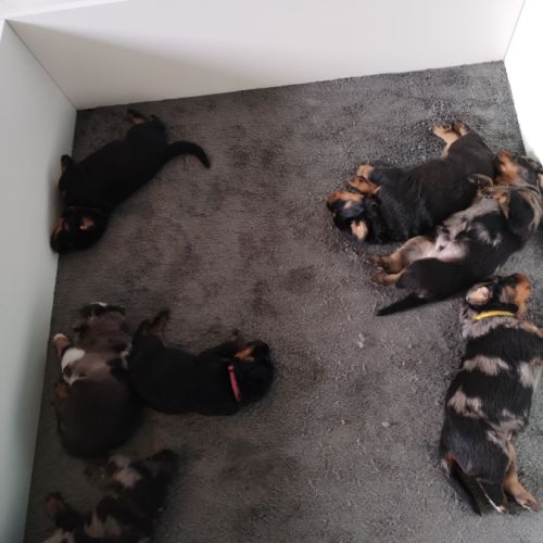 Beaux chiots mâles beauceron #7