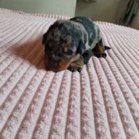 Beaux chiots mâles beauceron #1