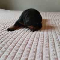 Beaux chiots mâles beauceron #2