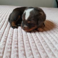 Beaux chiots mâles beauceron #3