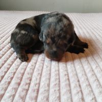 Beaux chiots mâles beauceron #6