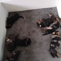 Beaux chiots mâles beauceron #7