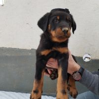 Beaux chiots mâles beauceron