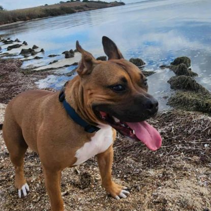 Chien oden à l adoption