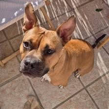 Chien oden à l adoption #3