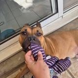 Chien oden à l adoption #4