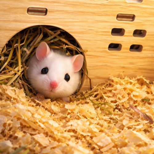 Donne souris mâles #1