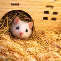 Donne souris mâles #1