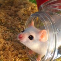 Donne souris mâles #0