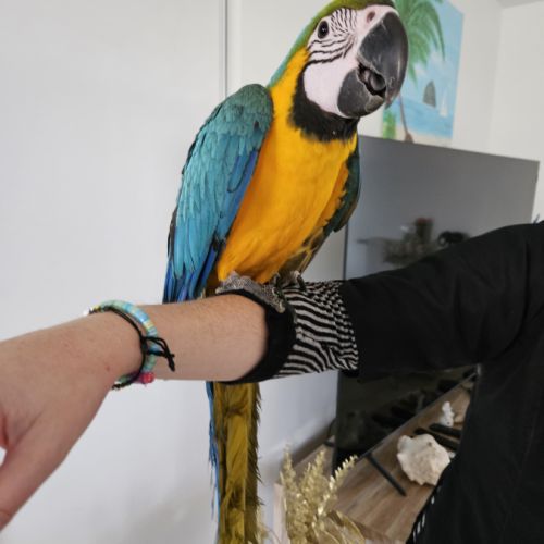 Ara ararauna femelles élevées main