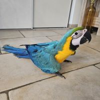 Ara ararauna femelles élevées main #1