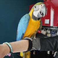 Ara ararauna femelles élevées main #2