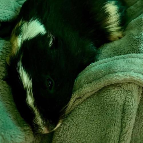 Karadoc et arthur #0