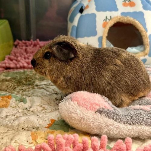 Karadoc et arthur #5