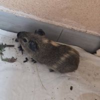 Karadoc et arthur #6