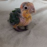 Bebe caique eam