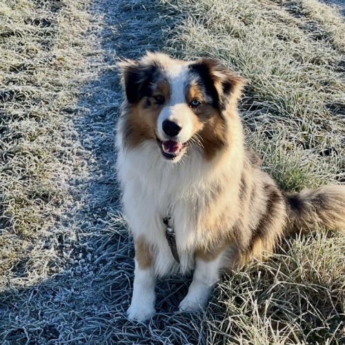 Magnifique berger australien lof pour saillie #5