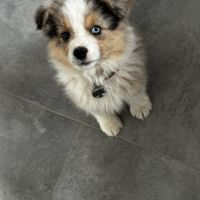 Magnifique berger australien lof pour saillie #1