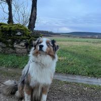 Magnifique berger australien lof pour saillie #2