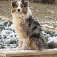 Magnifique berger australien lof pour saillie #3