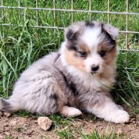 Magnifique berger australien lof pour saillie