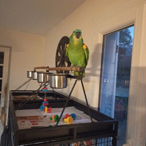 Amazone à front bleu avec sa cage #1