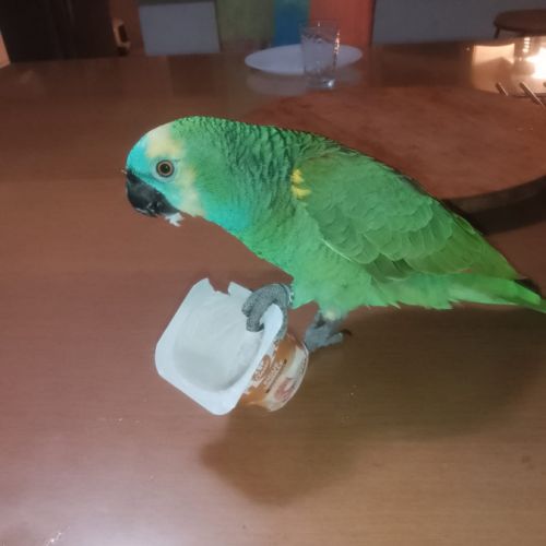 Amazone à front bleu avec sa cage #0