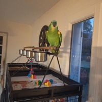 Amazone à front bleu avec sa cage #1