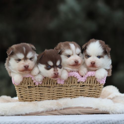 Pomsky toy et tiny toy #1