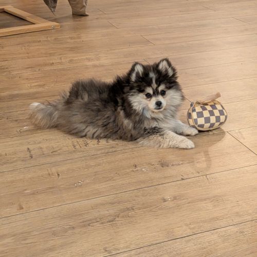 Pomsky toy et tiny toy #2