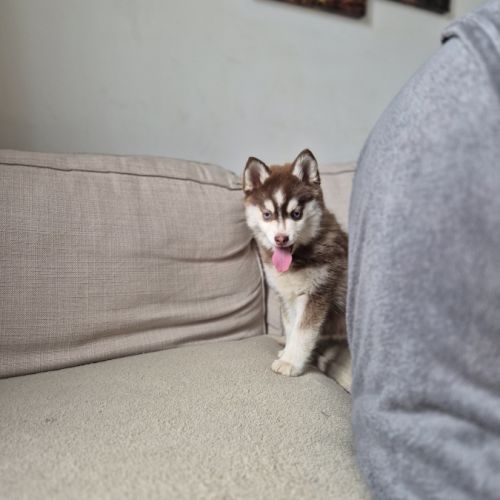 Pomsky toy et tiny toy #4