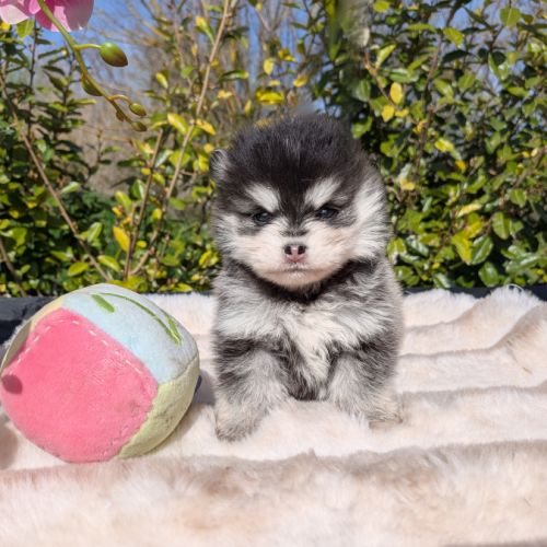 Pomsky toy et tiny toy #5