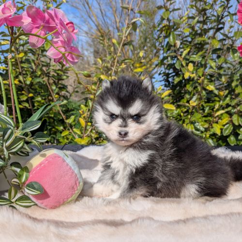 Pomsky toy et tiny toy #7