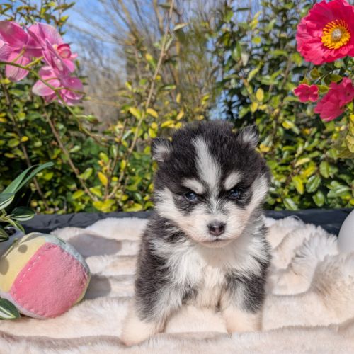 Pomsky toy et tiny toy #8