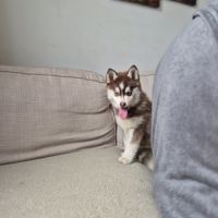 Pomsky toy et tiny toy #4