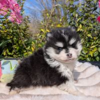 Pomsky toy et tiny toy #6