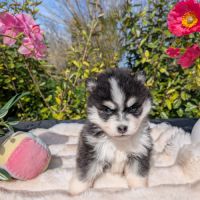 Pomsky toy et tiny toy #8