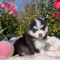 Pomsky toy et tiny toy