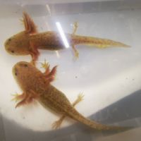Axolotls copper
