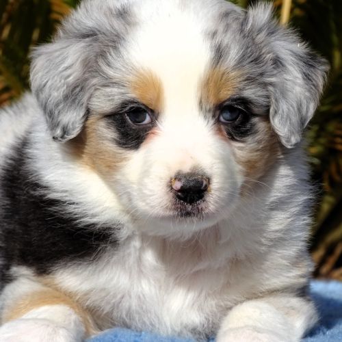 Superbes chiots berger australien lof (paca) #0