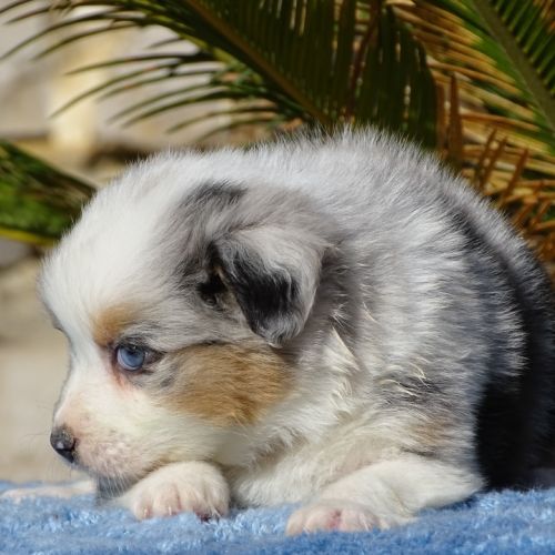 Superbes chiots berger australien lof (paca) #3