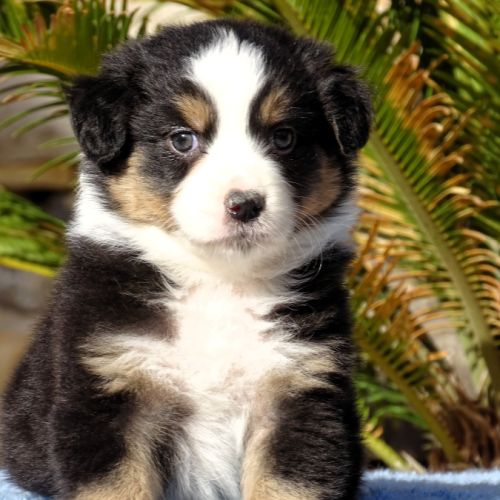 Superbes chiots berger australien lof (paca) #4