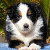 Superbes chiots berger australien lof (paca) #2