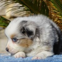 Superbes chiots berger australien lof (paca) #3