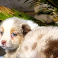 Superbes chiots berger australien lof (paca) #5