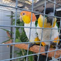 Trio de caique #4